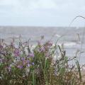 Strandvegetation der Rigaer Bucht (100_0824.JPG) Riga Lettland Baltikum